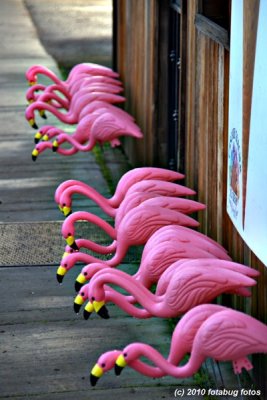 Flamingo Migration