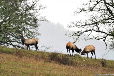 Roosevelt Elk in the Coburg Hills