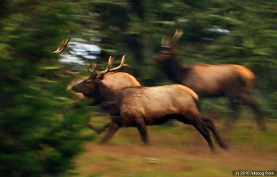 Roosevelt Elk On The Run