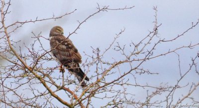 Northern Harrier