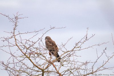 Northern Harrier