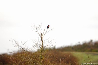 Red-winged blackbird