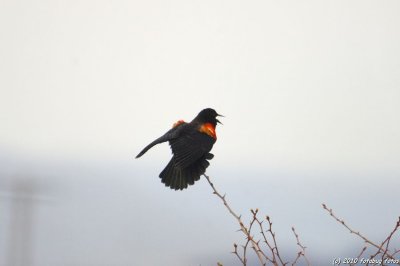 Red-winged blackbird