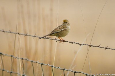 Golden Crowned Sparrow