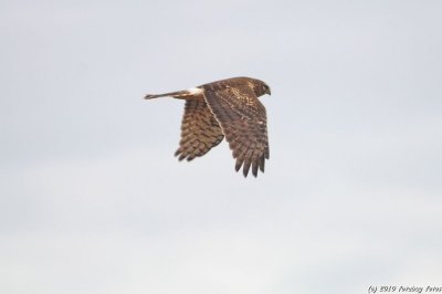 Northern Harrier