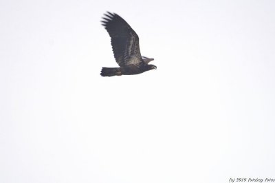 Immature Bald Eagle