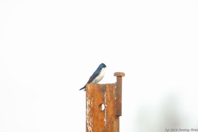 Tree Swallow