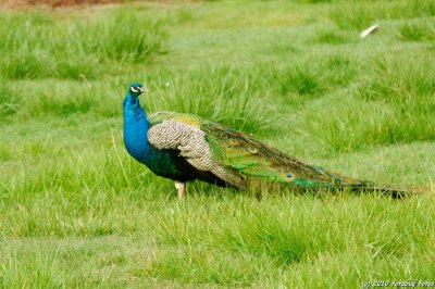 Peacock for Carol