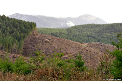 Logging in the Coburg Hills