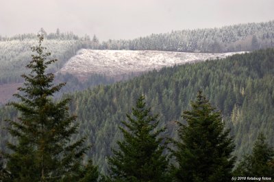 I got to see some snow, just not very close, in a logged off area