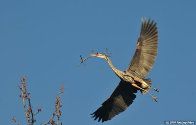 Great Blue Heron With Twig For Its Nest