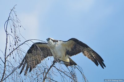 Osprey Wingspread