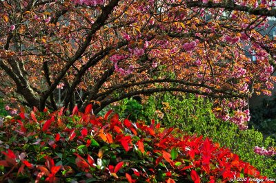 Tree and bush