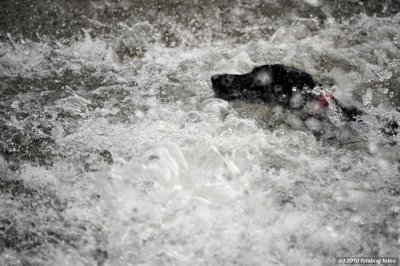 The dog just jumped in the water going after the ball