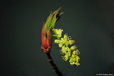 Bigleaf Maple (Oregon Maple) Blossom