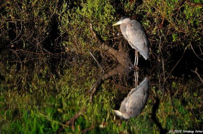 Birds at Delta Ponds