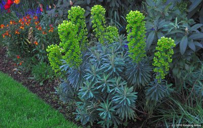  Mediterranean Spurge (Euphorbia characias)