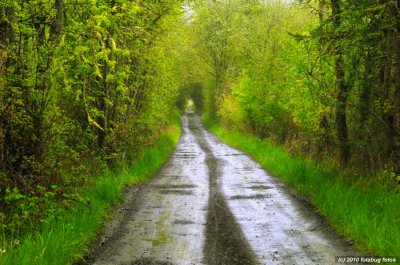 Country Lane