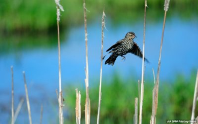 Bird in Motion - Female Red-wing Blackbird