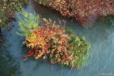 River bank color