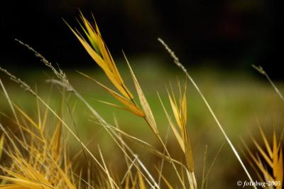 Blades of grass