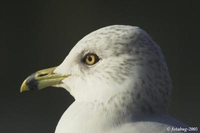 Seagull head shot