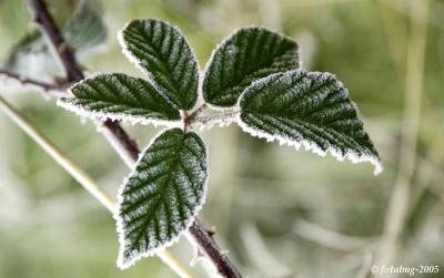 Blackberry leaves edged with frost