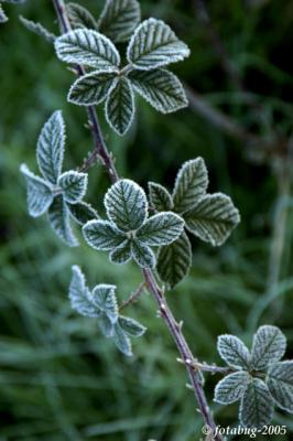 Blackberry leaves