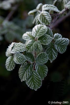 Frosty blackberry leaves