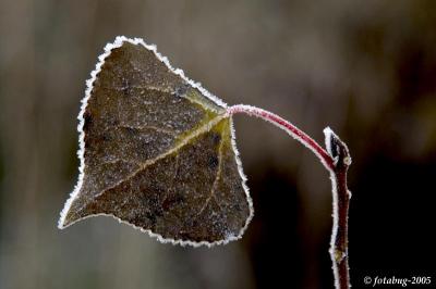 Frosted leaf