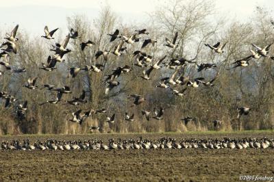 Canada geese taking off