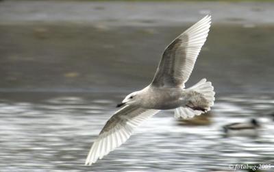 Backlit seagull