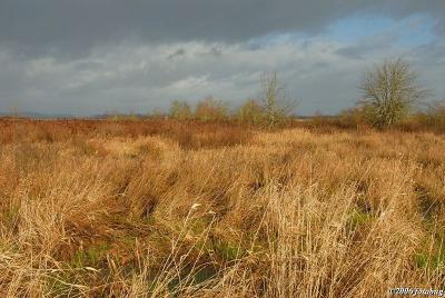 Fern Ridge Wetlands #2