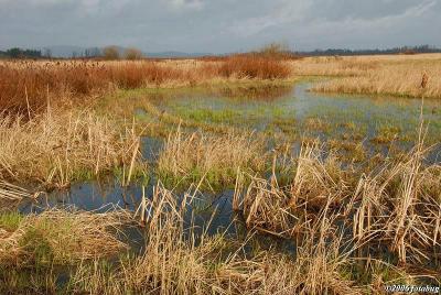 Fern Ridge Wetlands #5