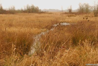 Fern Ridge Wetlands #11