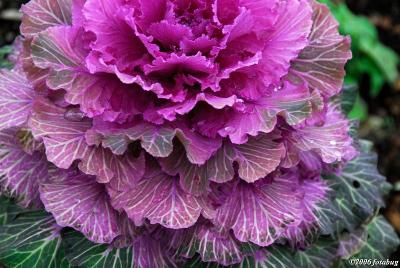 Cabbage flower #2