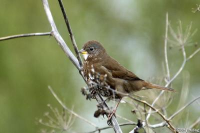 Fox Sparrow