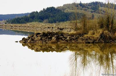 Fern Ridge Lake shoreline