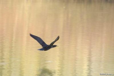 Cormorant flying low