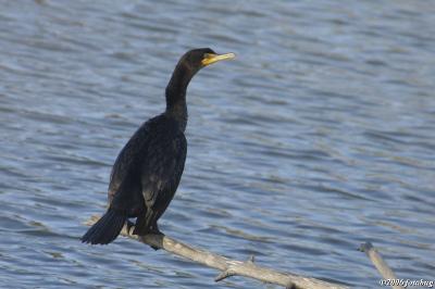 Cormorant out on a limb