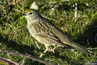 Golden-crowned Sparrow ?