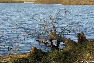 Fallen tree at Delta Ponds