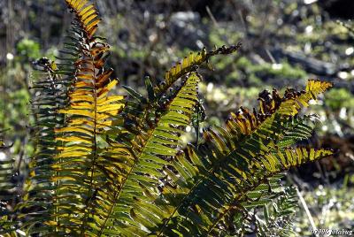Backlit ferns