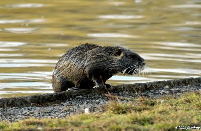 Nutria coming out of pond