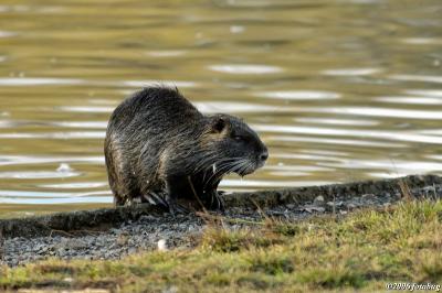 Nutria coming out of pond #2