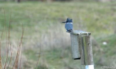 Belted Kingfisher - best I could do