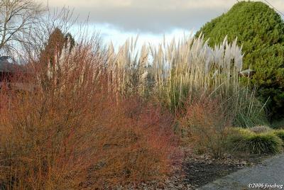 Park landscape