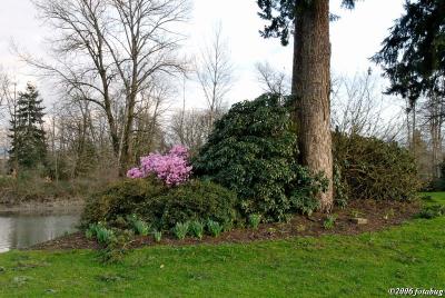 Rhody in bloom