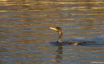 Cormorant