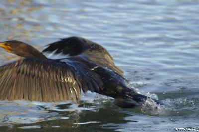 Cormorant wing detail